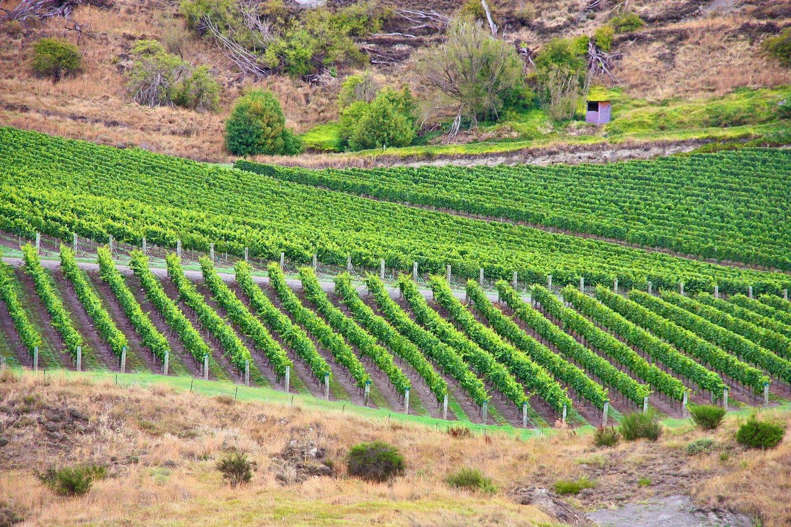 Private Cellar Dinners — Mercury Pacific Elite signature experience