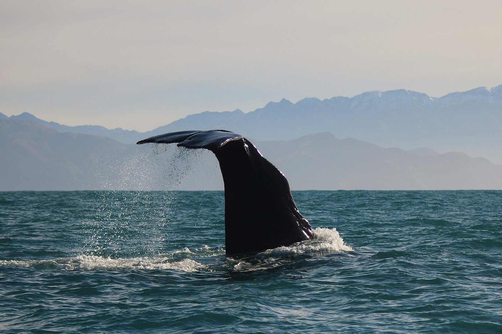Kaikōura Whale Watching — Mercury Pacific group ground handling