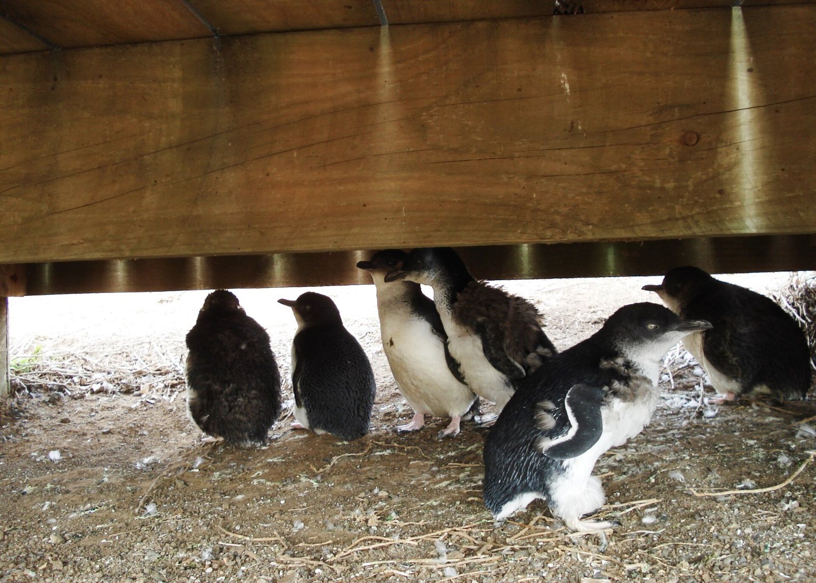 Phillip Island Penguin Parade — Mercury Pacific group ground handling