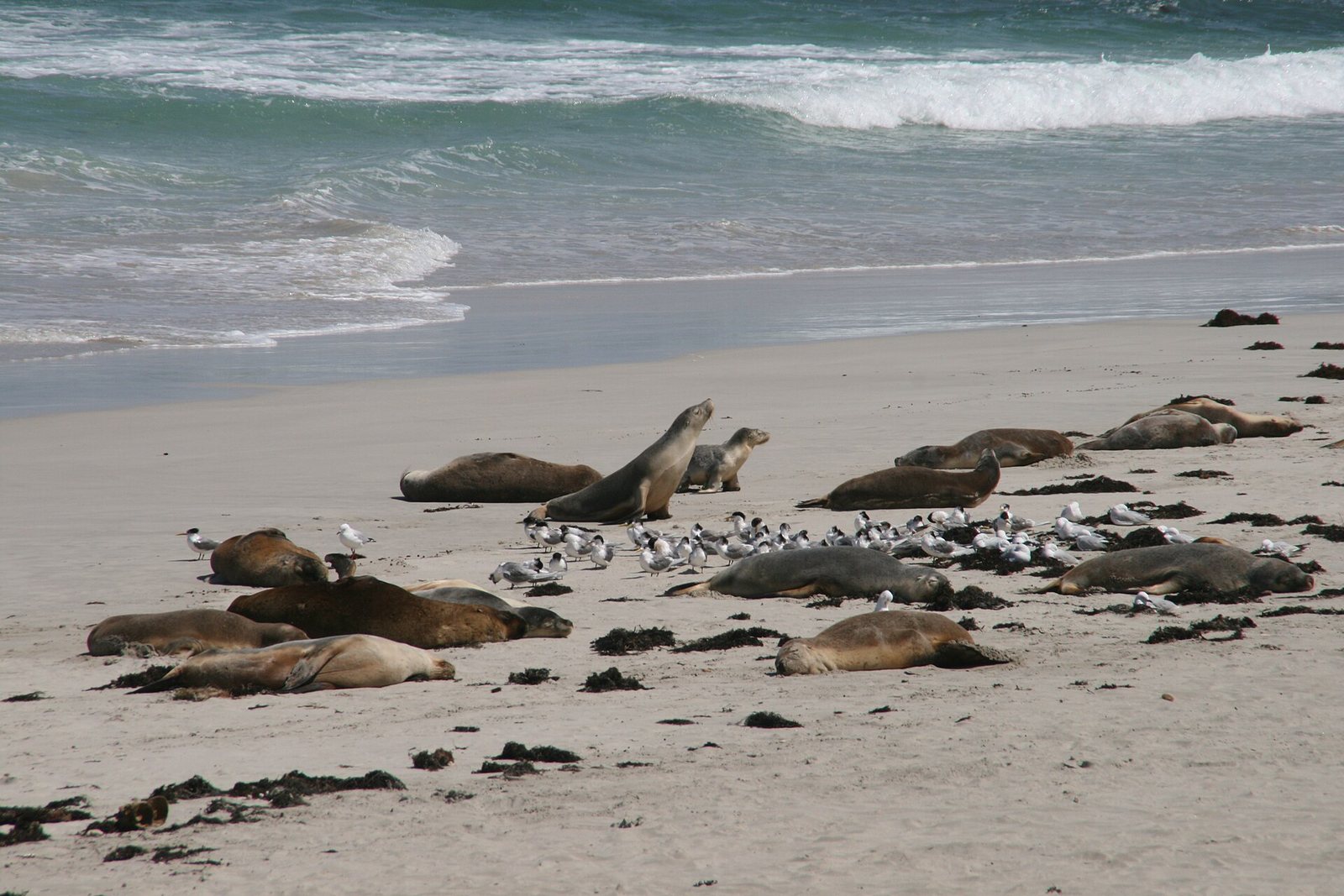 Seal Bay Conservation Park — Mercury Pacific group ground handling